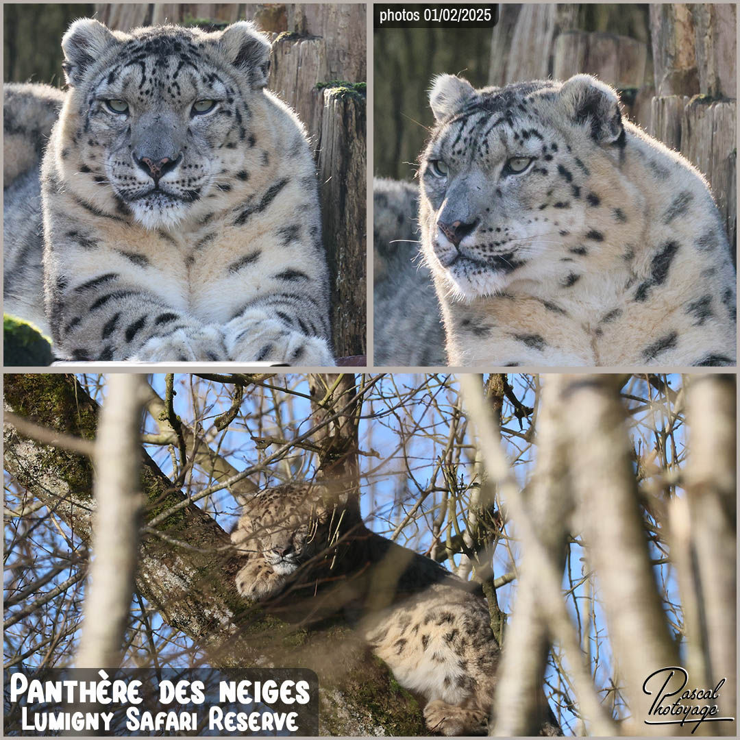 77844949_panthere_des_neiges_01_-_lumigny_safari_reserve_-_layout_72_1080x1080.jpg