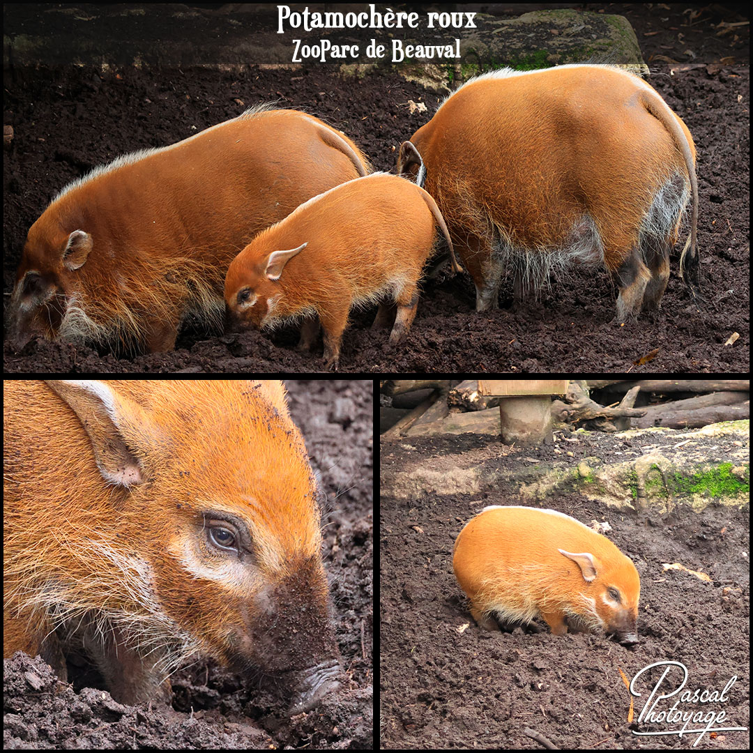77940650_potamochere_roux_01_-_zooparc_de_beauval_-_layout_73_1080x1080.jpg
