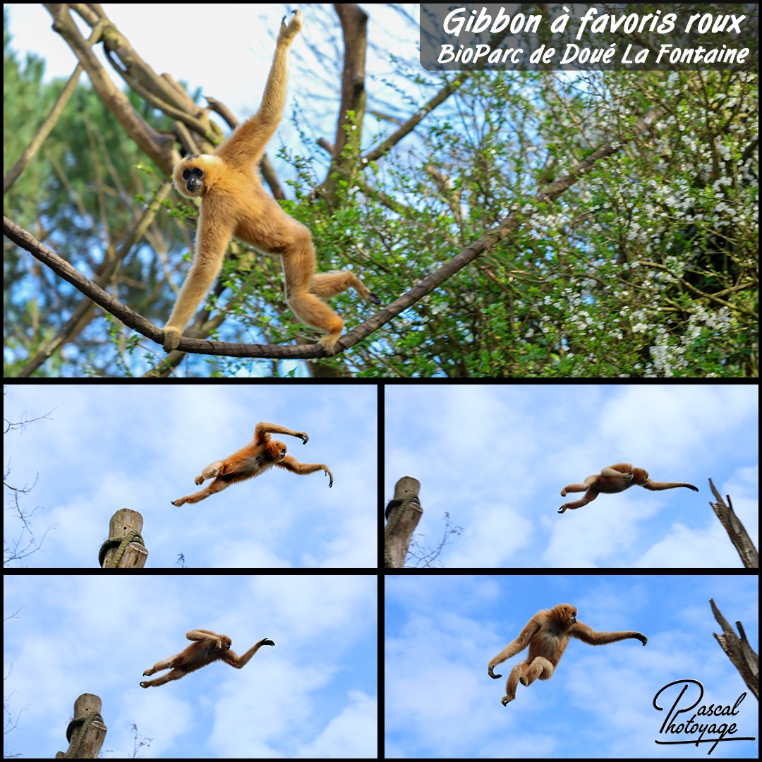 78267164_gibbon_a_favoris_roux_01_-_bioparc_de_doue_la_fontainre_-_layout_56_1080x1080.jpg