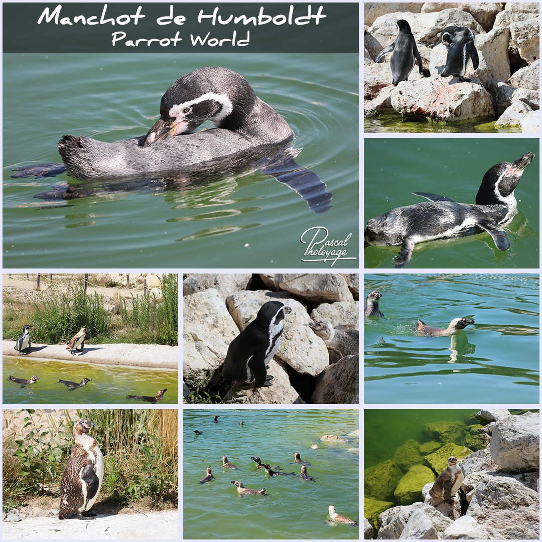 78439136_parrot_world_-_manchot_de_humboldt_01_-_layout_44_1080x1080.jpg