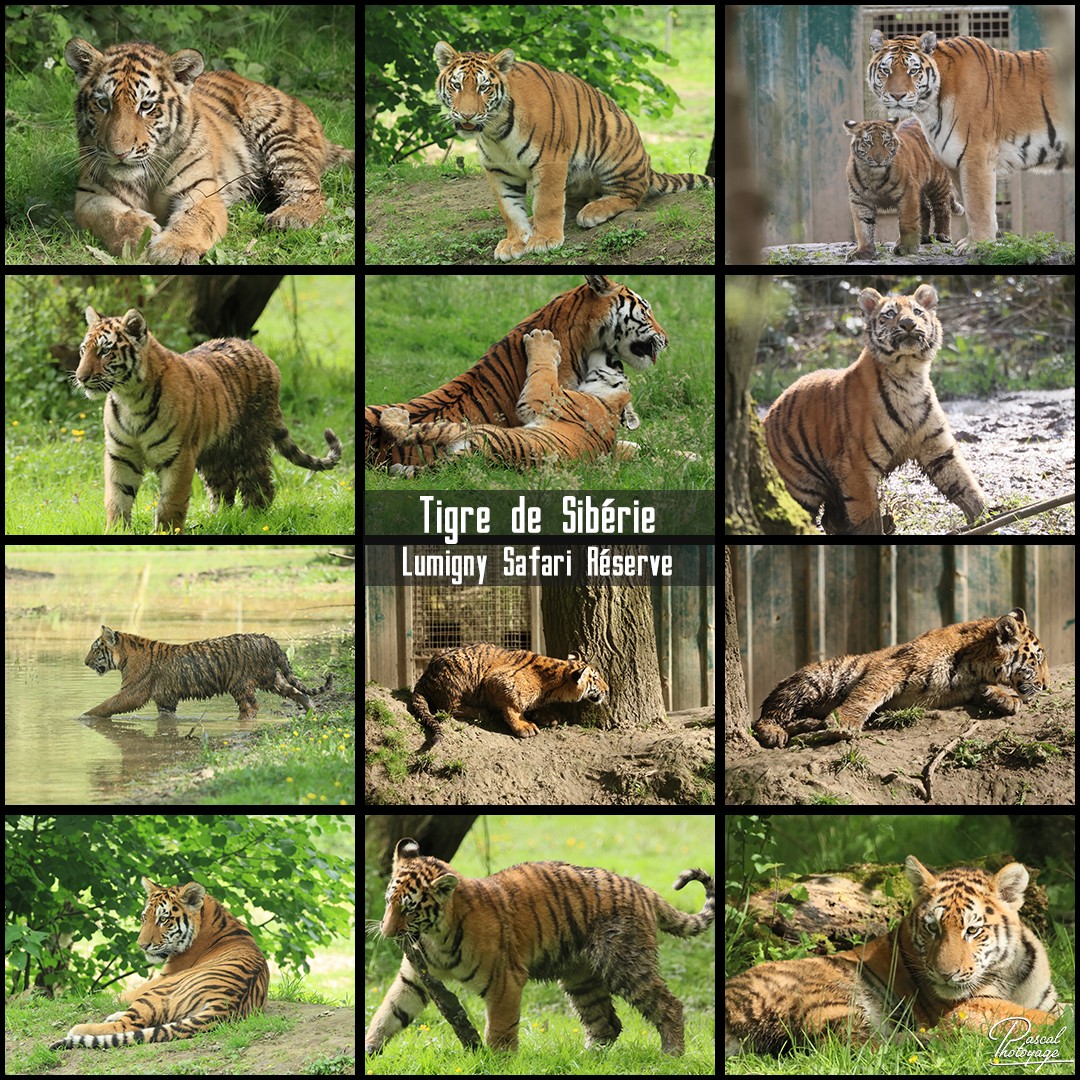 78486464_tigre_de_siberie_01_-_lumigny_safari_reserve_-__layout_63_1080x1080.jpg