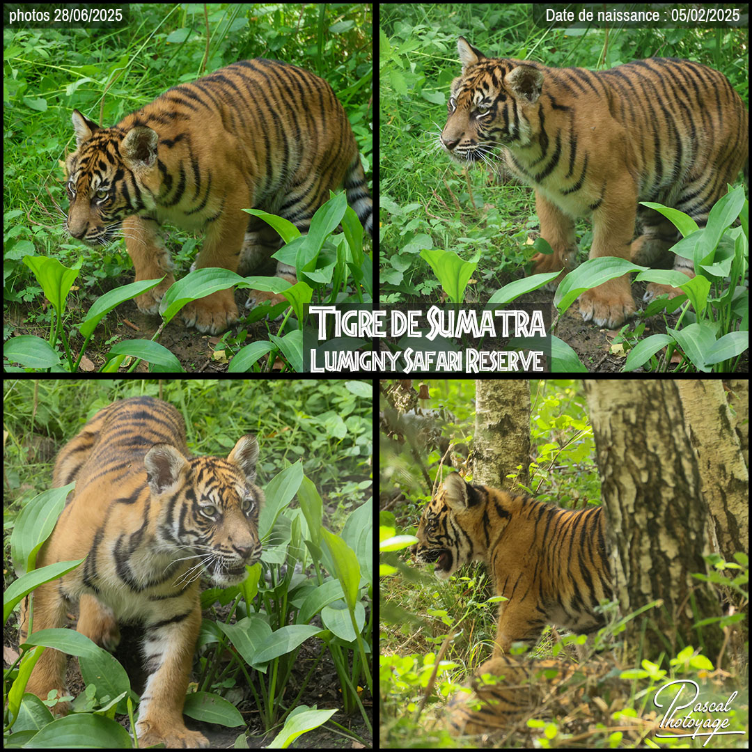 79544022_tigre_de_sumatra_01_-_lumigny_safari_reserve_-_layout_74_1080x1080.jpg