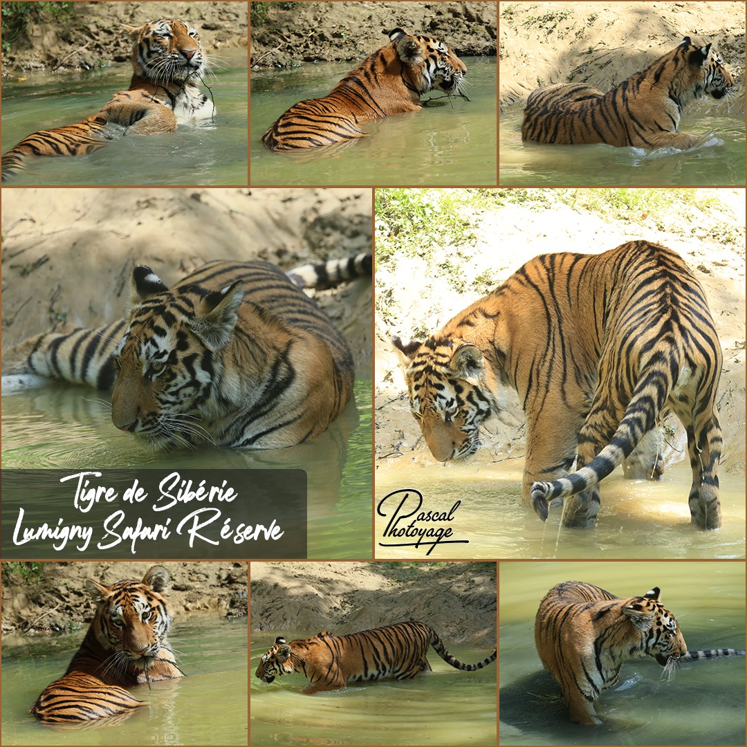 80177156_tigre_de_siberie_01_-_lumigny_safari_reserve_-_layout_34_1080x1080.jpg