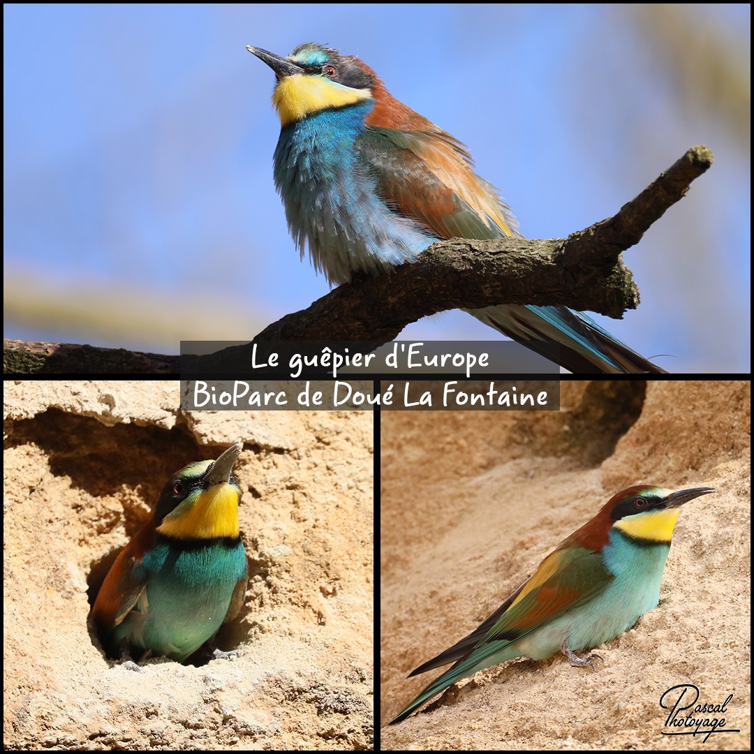 80505125_guepier_d_europe_01_-_bioparc_doue_la_fontaine_-_layout_73_1080x1080.jpg