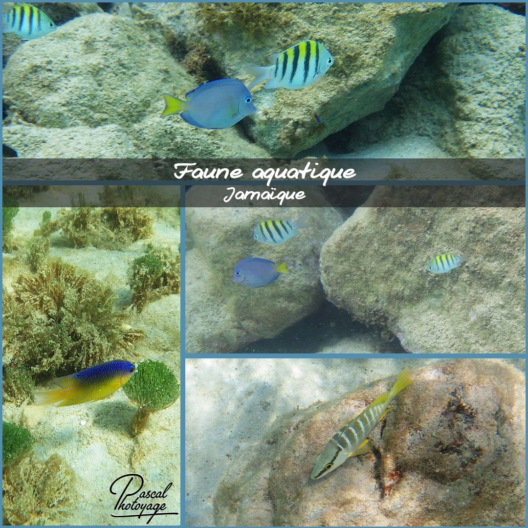 80875353_jamaique_-_poissons_01_-_layout_13_1080x1080.jpg