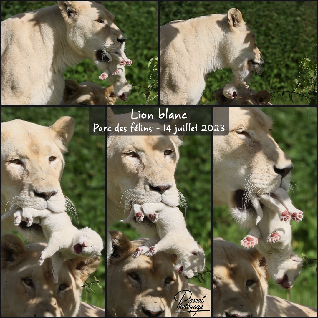 81242997_parc_des_felins_-_lion_blanc_01_-_layout_23_1080x1080.jpg
