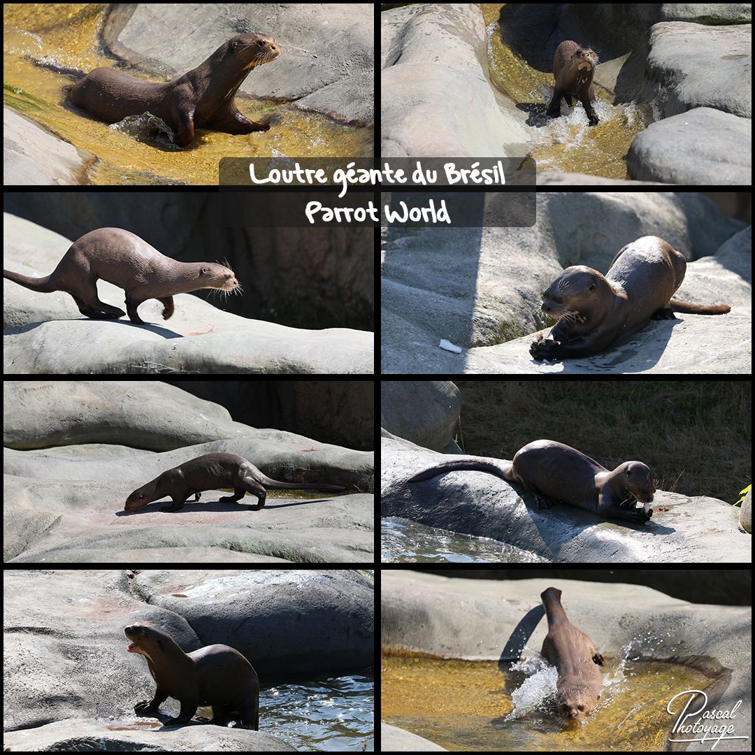 81317796_parrot_world_-_loutre_geante_du_bresil_01_-_layout_53.jpg