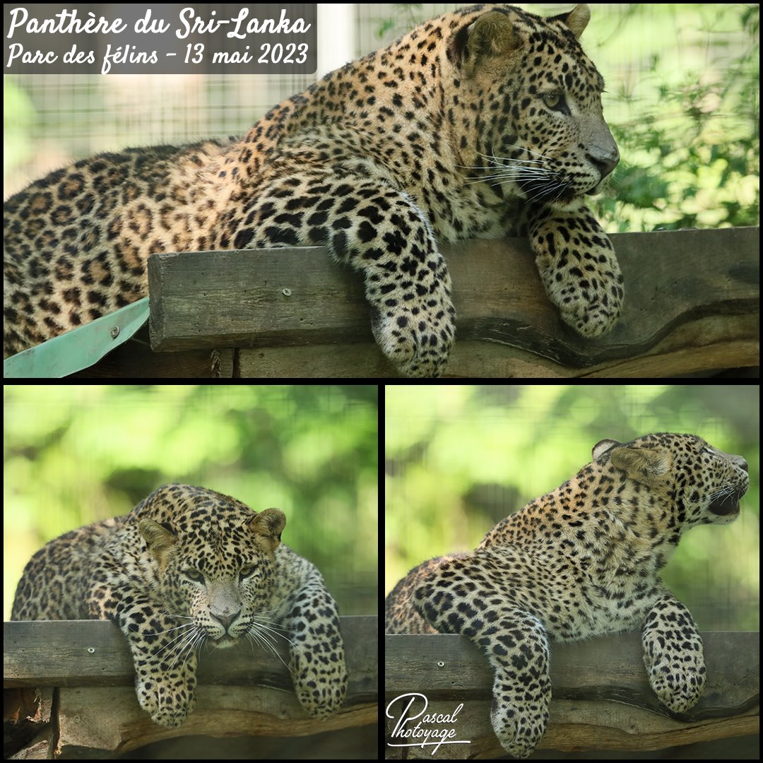 81645826_parc_des_felins_-_panthere_du_ski_lanka_01_-_layout_58.jpg