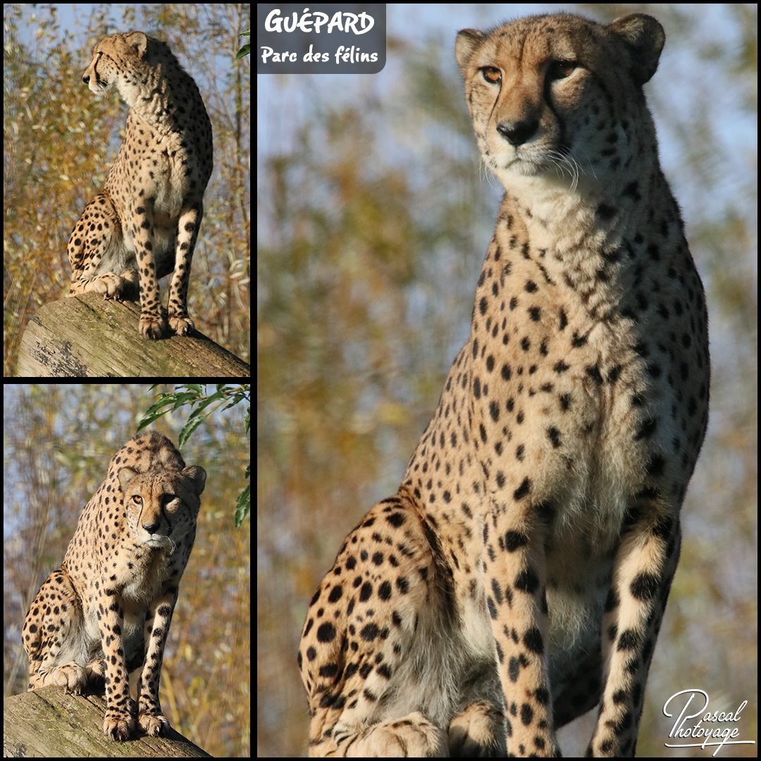 81873693_guepard_01_-_parc_des_felins_-_layout_61_1080x1080.jpg