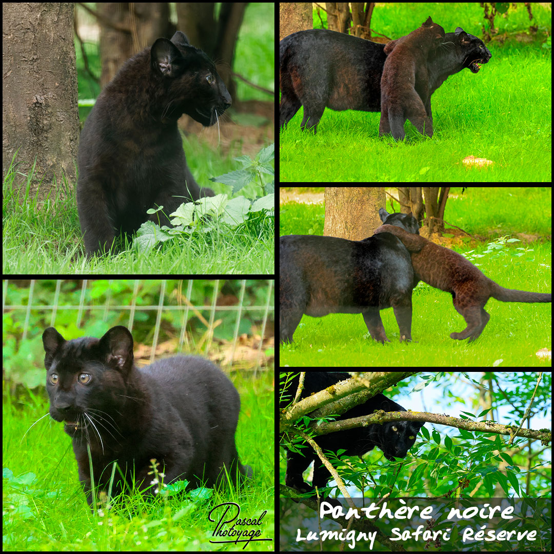 81900012_panthere_noire_01_-_lumigny_safari_reserve_-_layout_18_1080x1080.jpg