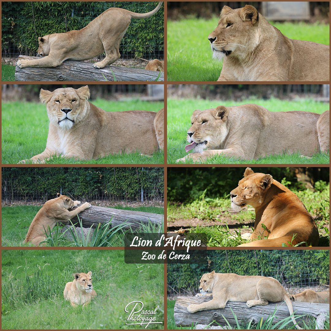82002478_cerza_-_lion_d_afrique_01_-_layout_53_1080x1080.jpg