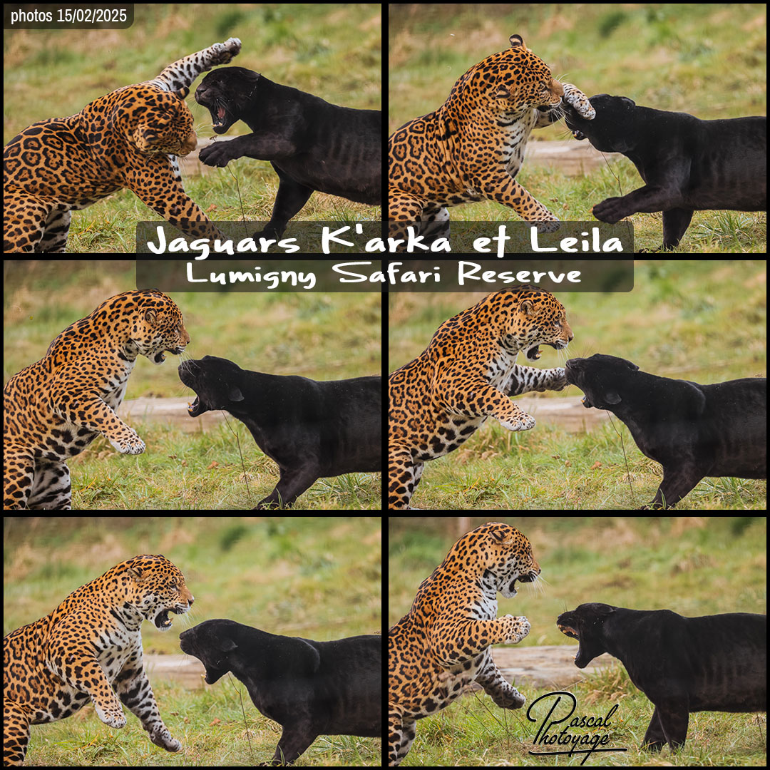 83033805_jaguars_01_-_lumginy_safari_reserve_-_layout_71_1080x1080.jpg