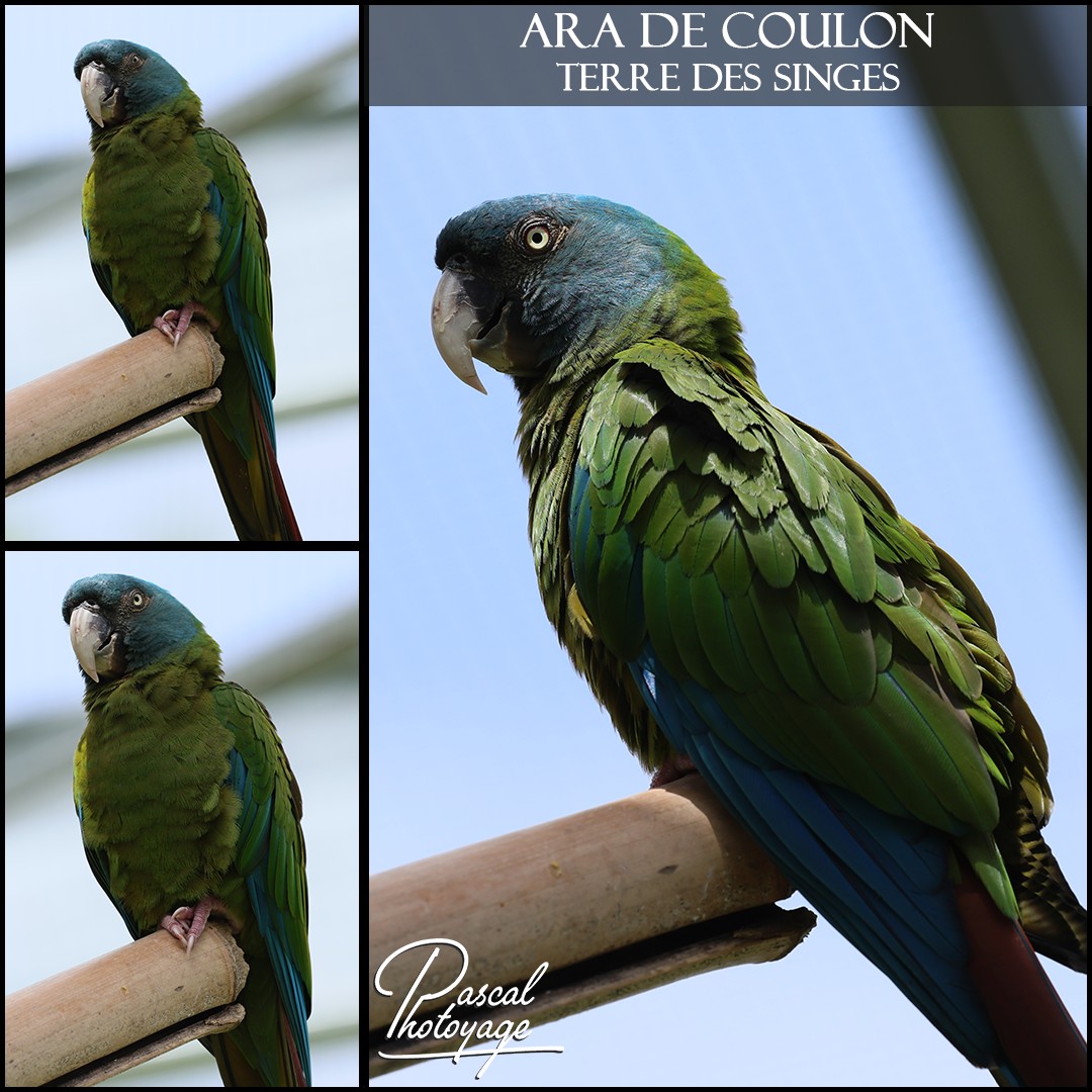 83053101_ara_de_coulon_01_-_terre_des_singes_-_layout_61_1080x1080.jpg