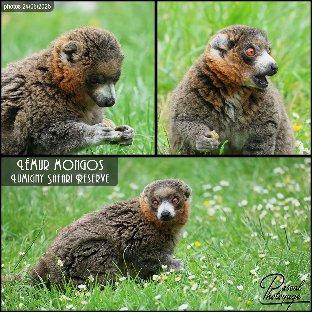 83353262_lemur_mongos_01_-_lumigny_safari_reserve_-_layout_72_1080x1080.jpg