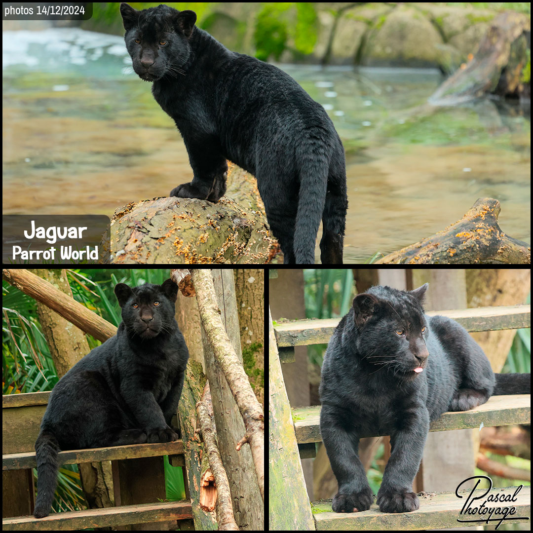 83560219_jaguar_01_-_parrot_world_-_layout_58_1080x1080.jpg