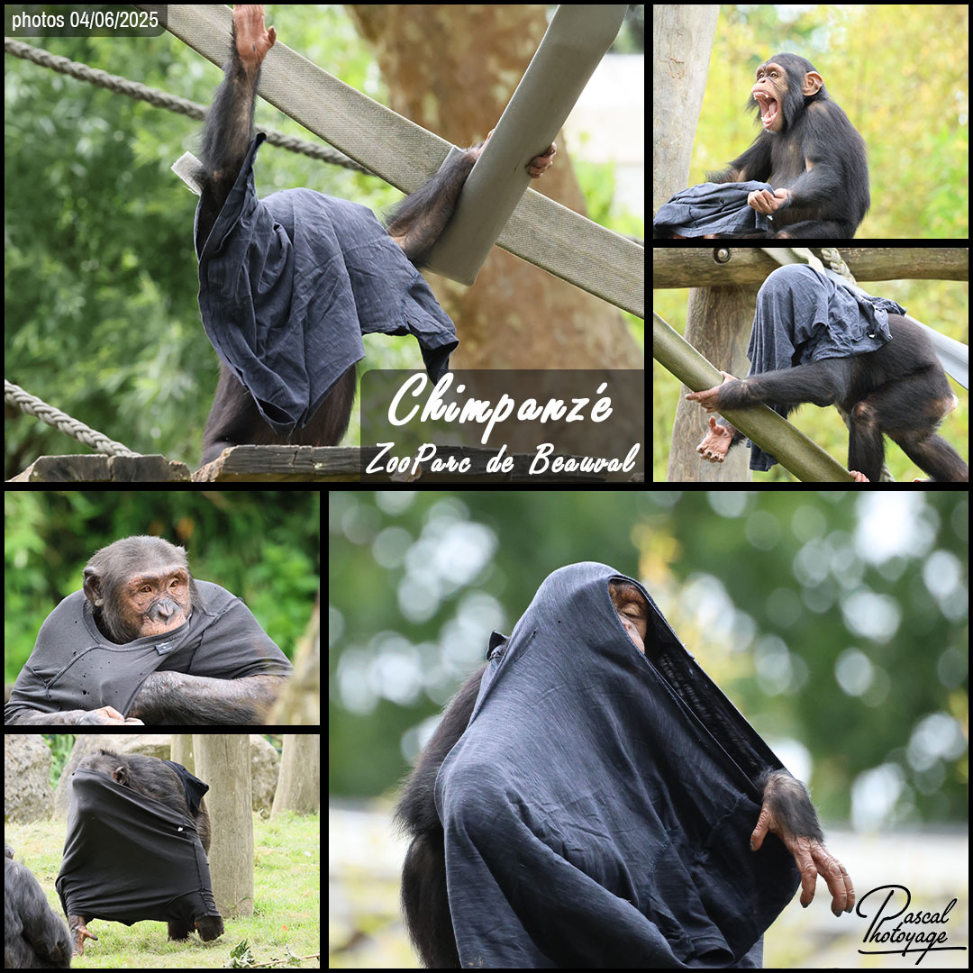 83568274_chimpanze_01_-_zooparc_de_beauval_-_layout_27_1080x1080.jpg