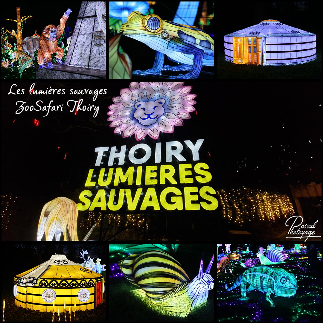 83621032_les_lumieres_sauvages_-_zoosafari_thoiry_-_layout_32_1080x1080.jpg
