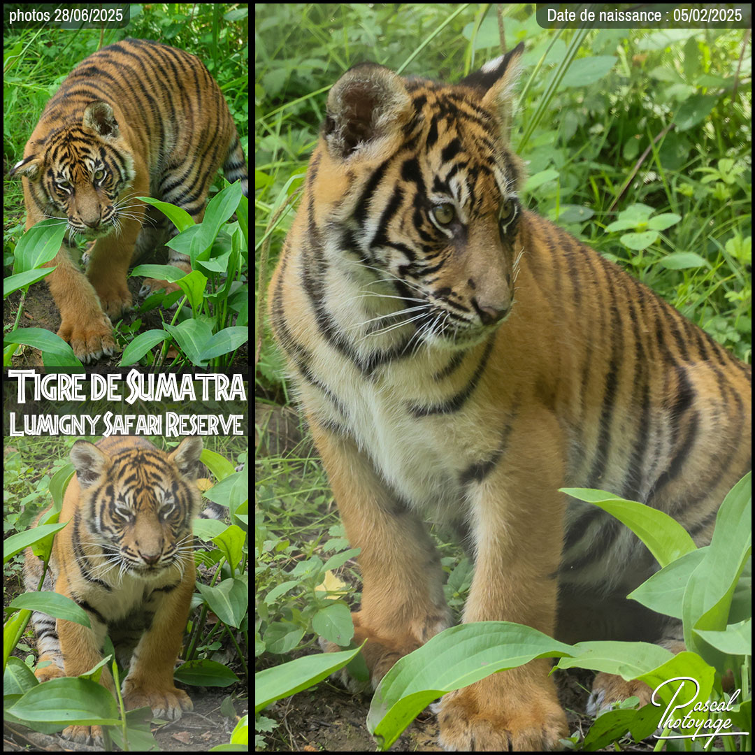 83990549_tigre_de_sumatra_01_-_lumigny_safari_reserve_-_layout_61_1080x1080.jpg