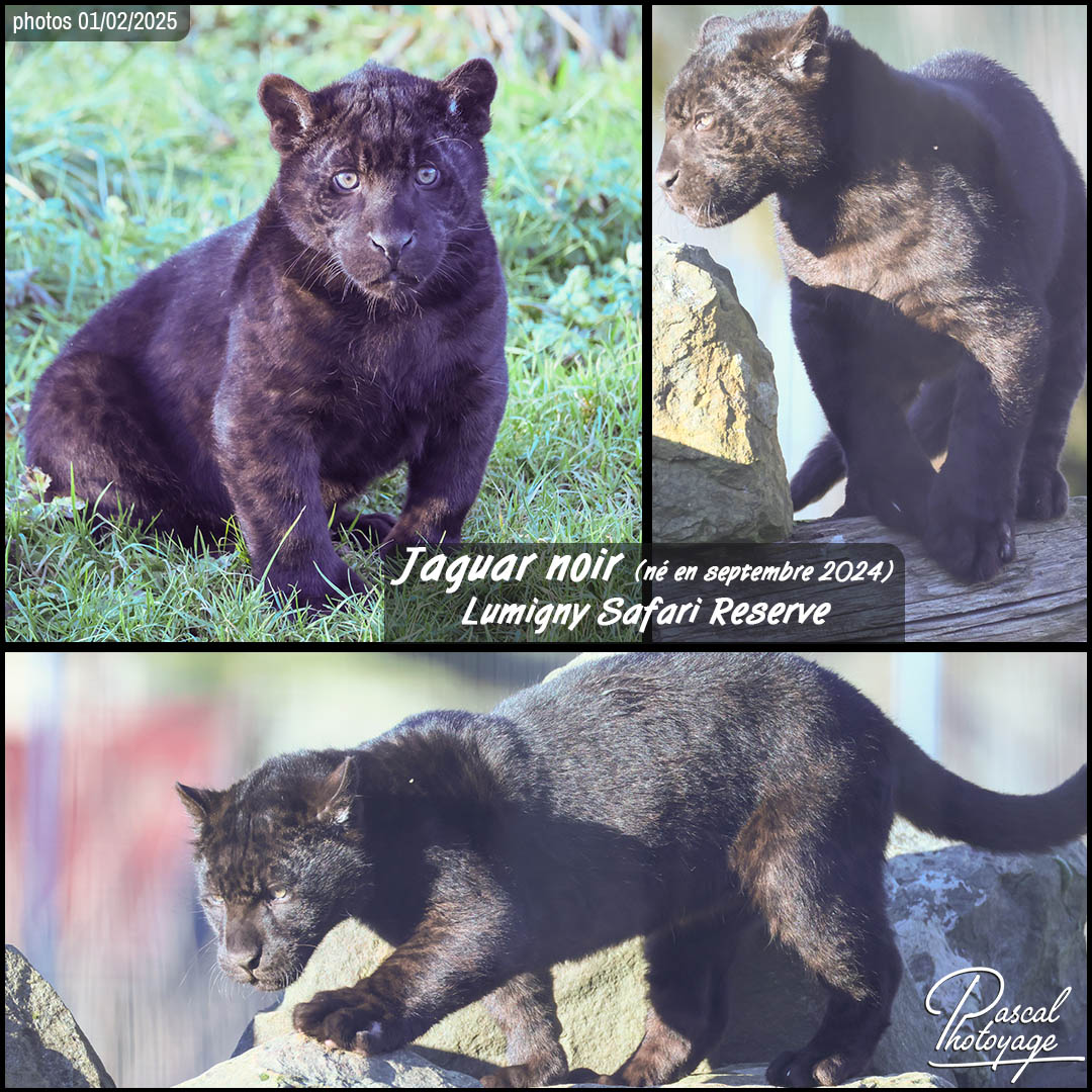 84333639_jaguar_noir_01_-_lumigny_safary_reserve_-_layout_01_1080x1080.jpg