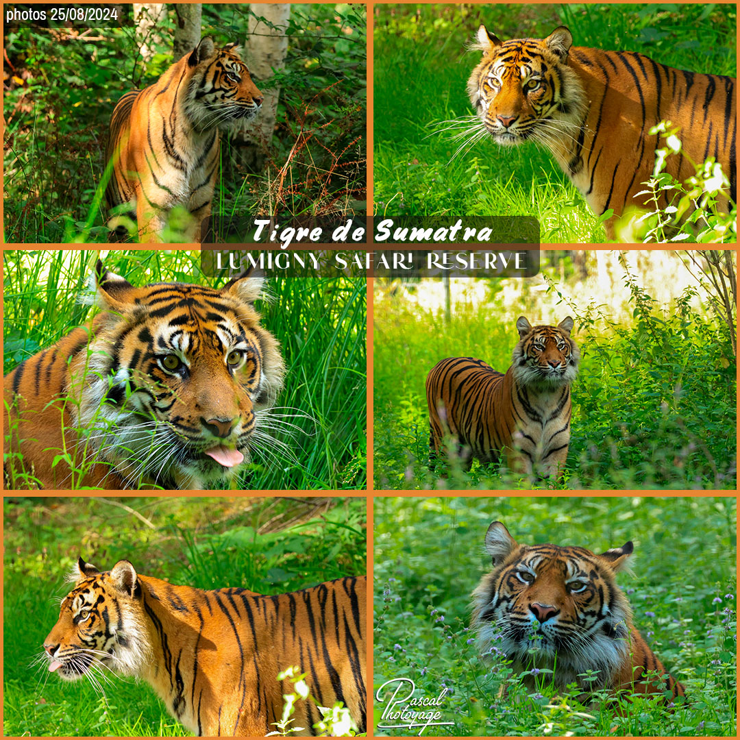 84632378_tigre_de_sumatra_01_-_lumigny_safari_reserve_-_layout_71_1080x1080.jpg