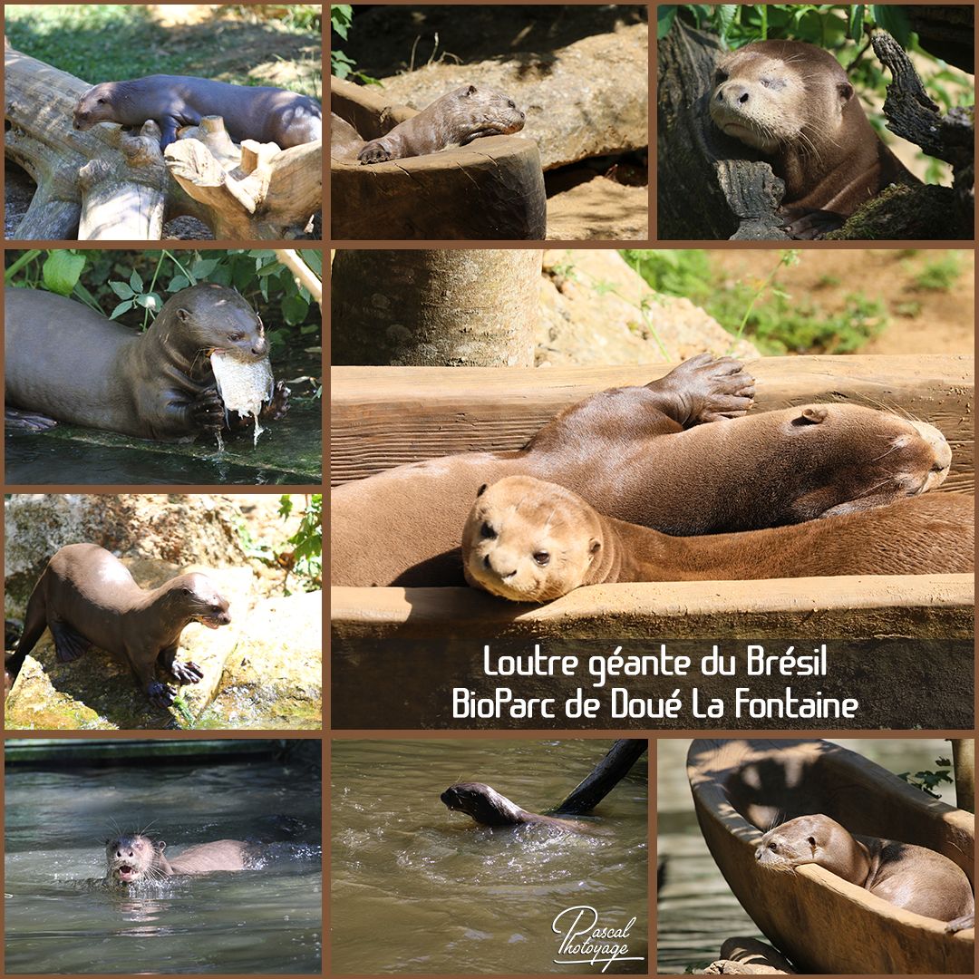 85002342_doue_la_fontaine_-_loutre_geante_du_bresil_01_-_layout_47.jpg