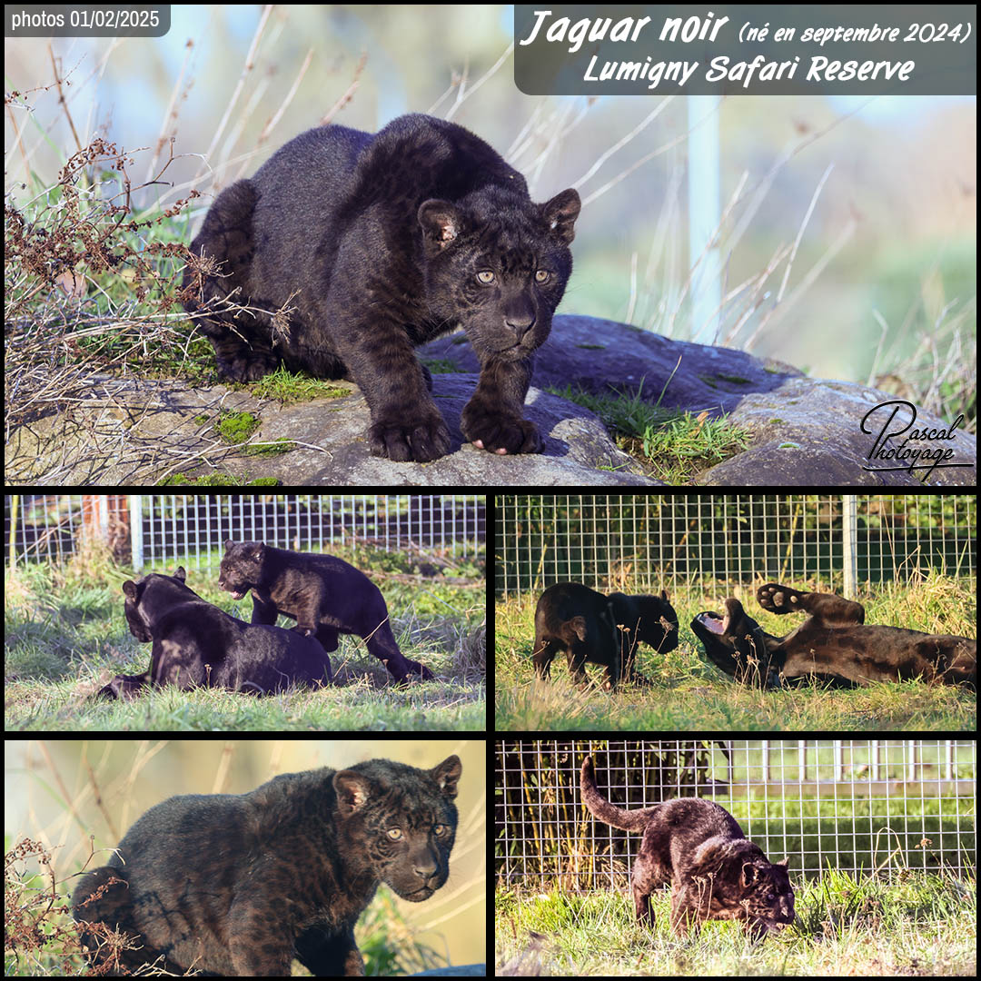 86393720_jaguar_noir_01_-_lumigny_safari_reserve_-_layout_56_1080x1080_(2).jpg