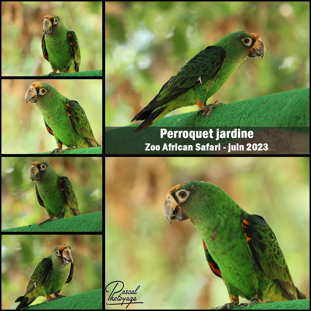 87432317_zoo_african_safari_-_perroquet_jardine_01_-_layout_65_1080x1080.jpg