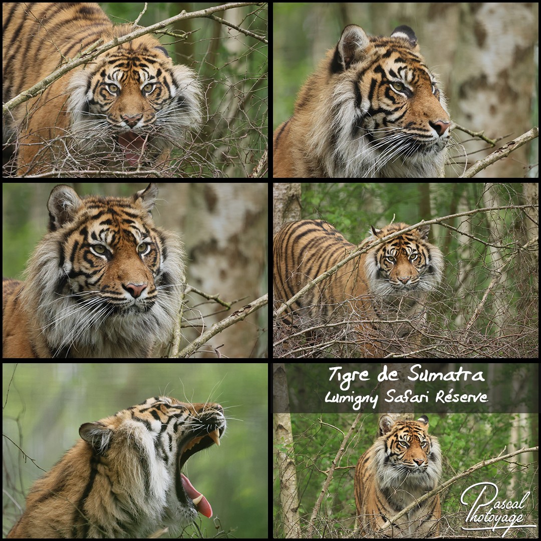 87946166_tigre_de_sumatra_01_-_lumigny_safari_reserve_-_layout_71_1080x1080.jpg