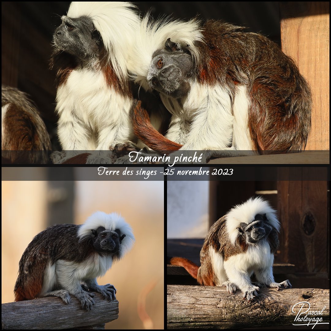 88051583_tamarin_pinche_-_terre_des_singes_-_layout_58_1080x1080.jpg