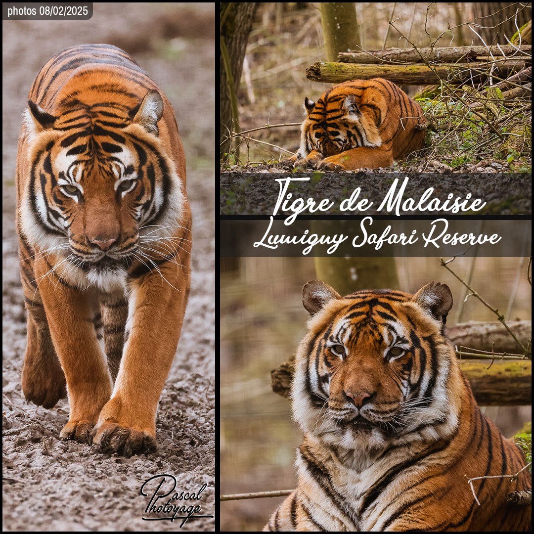 88106225_tigre_de_malaisie_01_-_lumigny_safari_reserve_-_layout_02_1080x1080.jpg