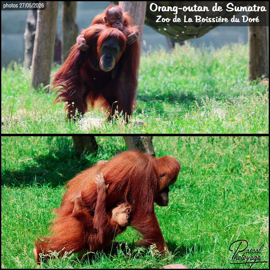 88633519_orang-outan_de_sumatra_01_-_la_boissiere_du_dore_-_layout_52.jpg