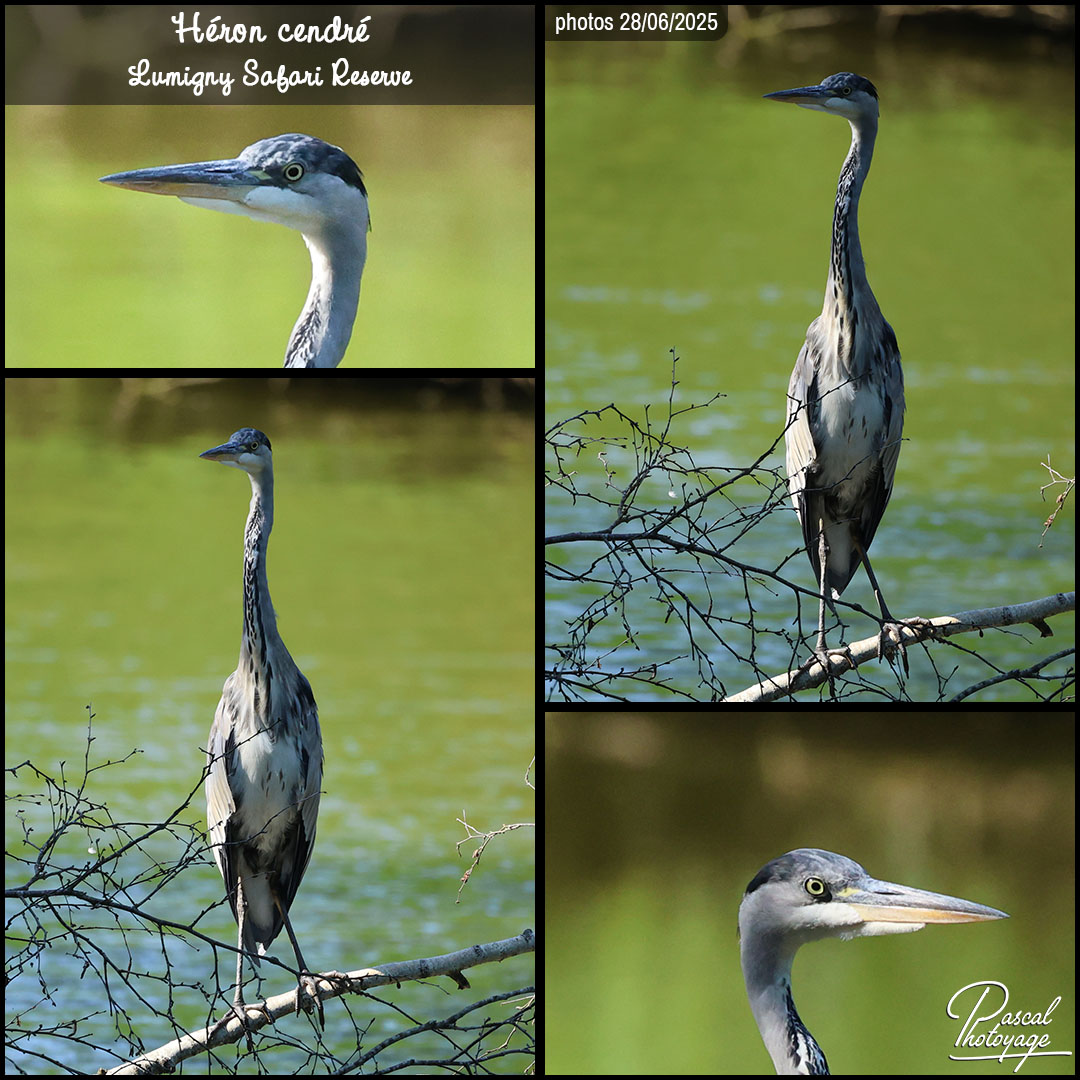 88693033_heron_cendre_01_-_lumigny_safari_reserve_-_layout_10_1080x1080.jpg