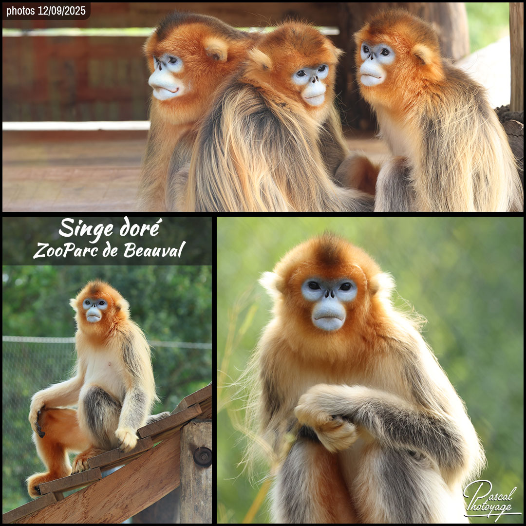 89287251_singe_dore_01_-_zooparc_de_beauval_-_layout_03_1080x1080.jpg