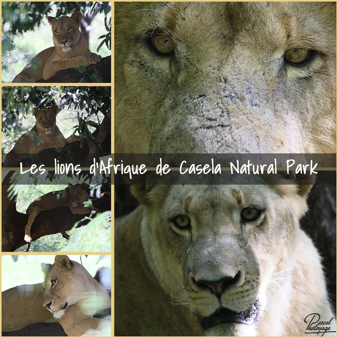 89448624_casela_-_lion_d_afrique_01_-_layout_65_1080x1080.jpg