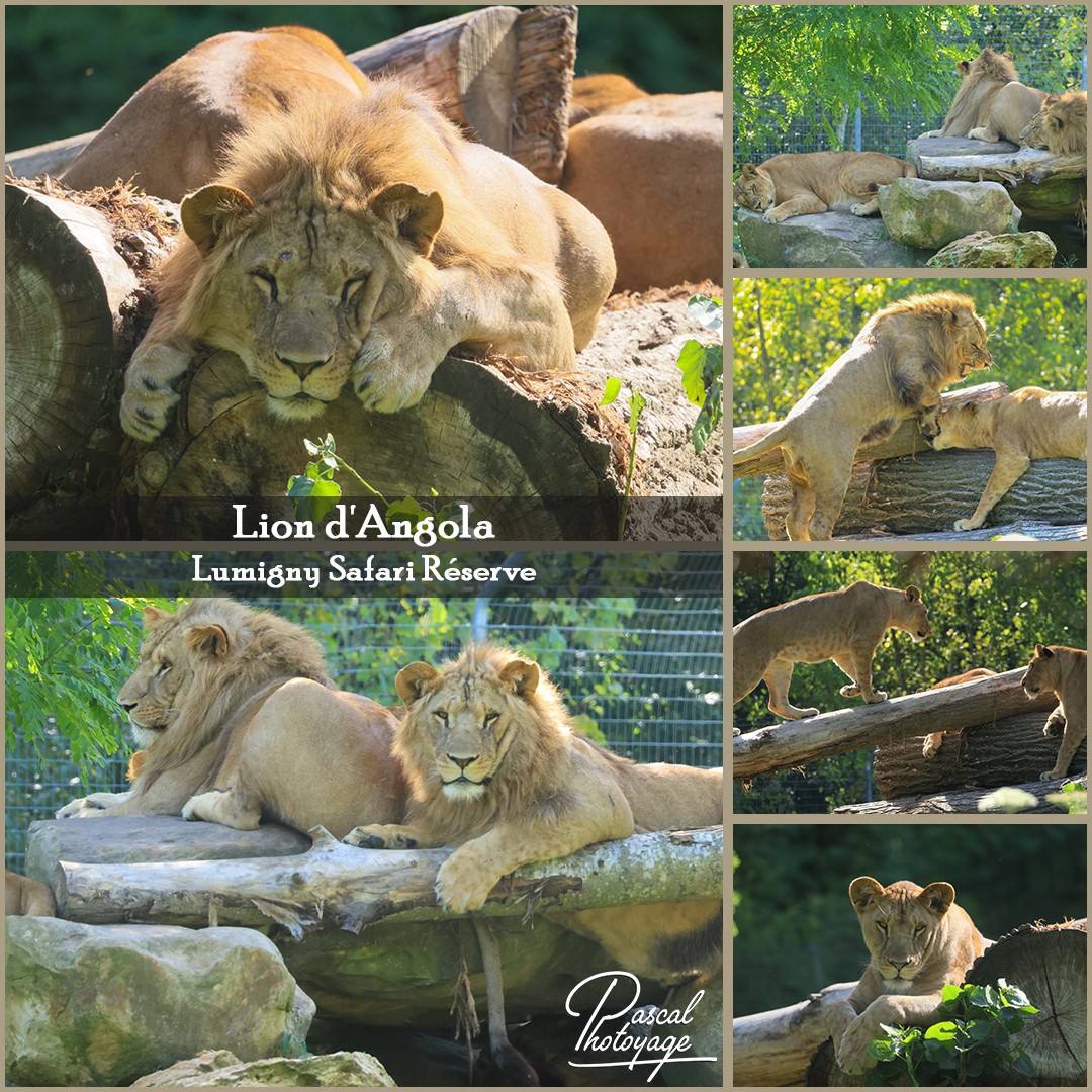 89942960_lion_d_angola_01_-_lumigny_safari_reserve_-_layout_64_1080x1080.jpg