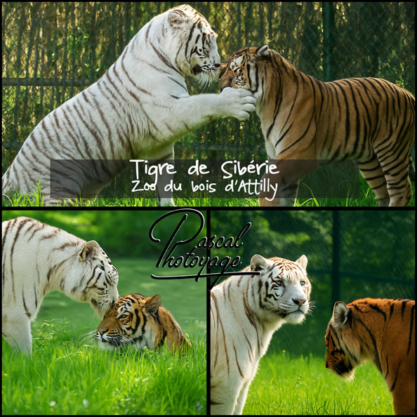 89959589_tigre_de_siberie_01_-_zoo_du_bois_d'attilly_-_layout_58.jpg