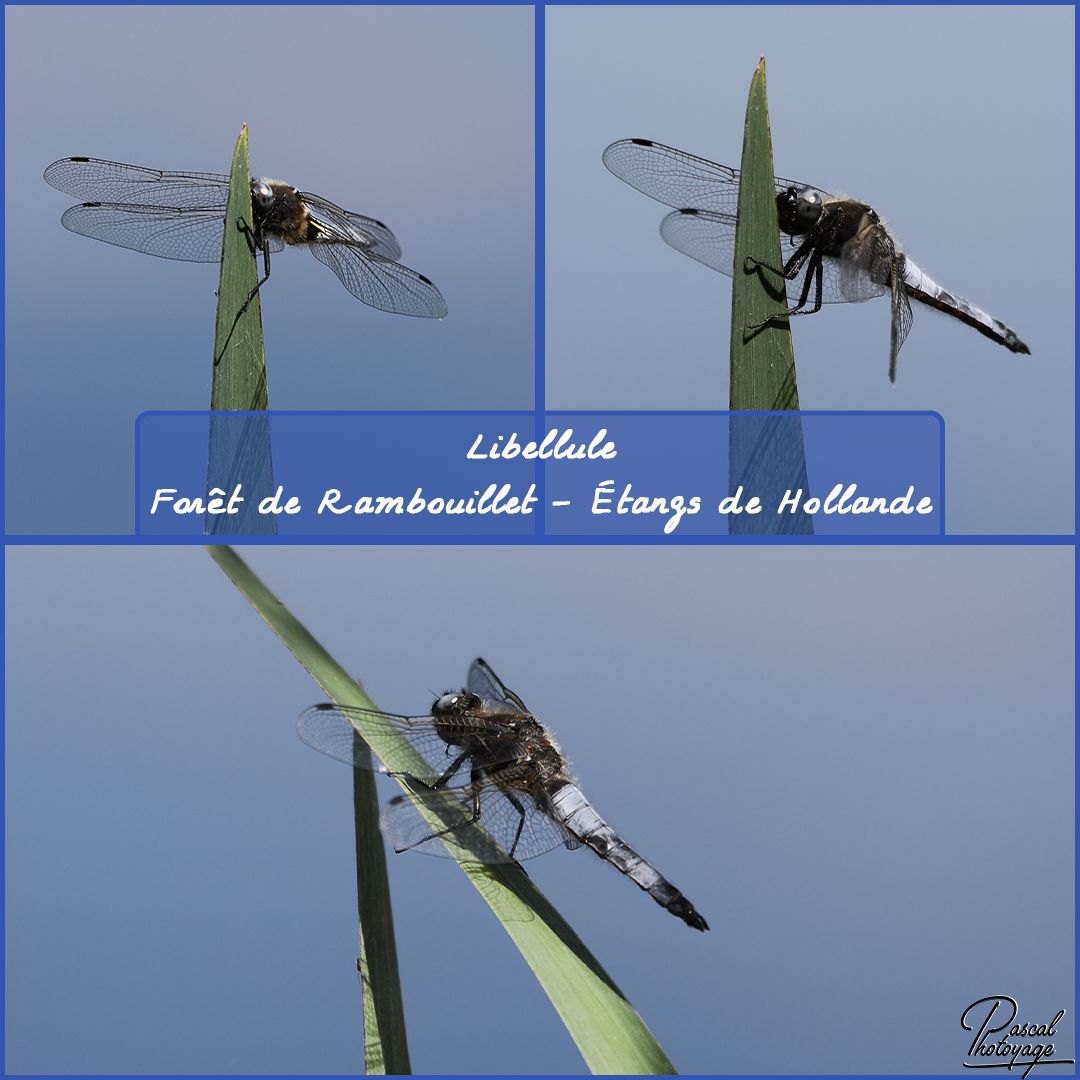 90073827_foret_de_ramboulllet_-_libellule_-_layout_59_1080x1080.jpg