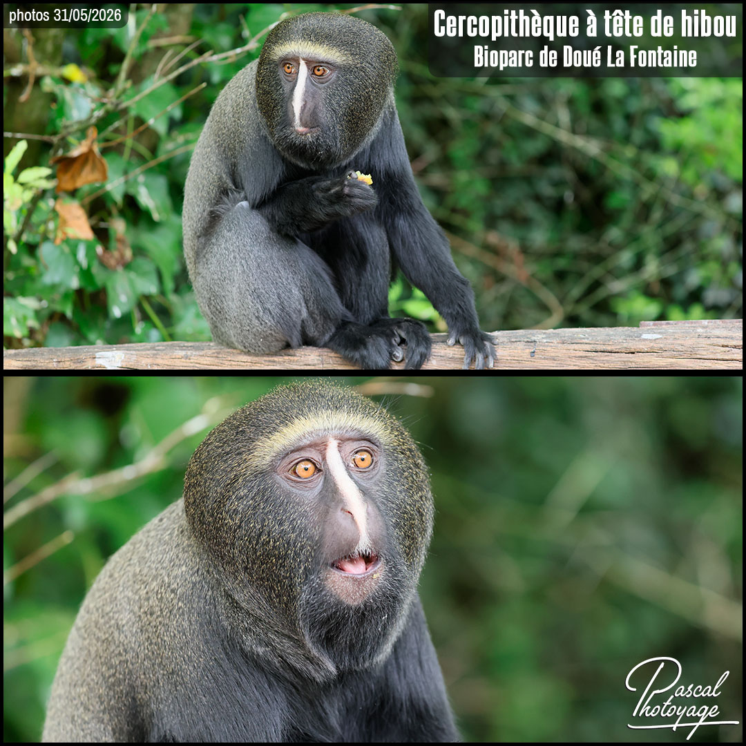 90581459_cercopitheque_a_tete_de_hibou_01_-_bioparc_de_doue_la_fontaine_-_layout_52.jpg