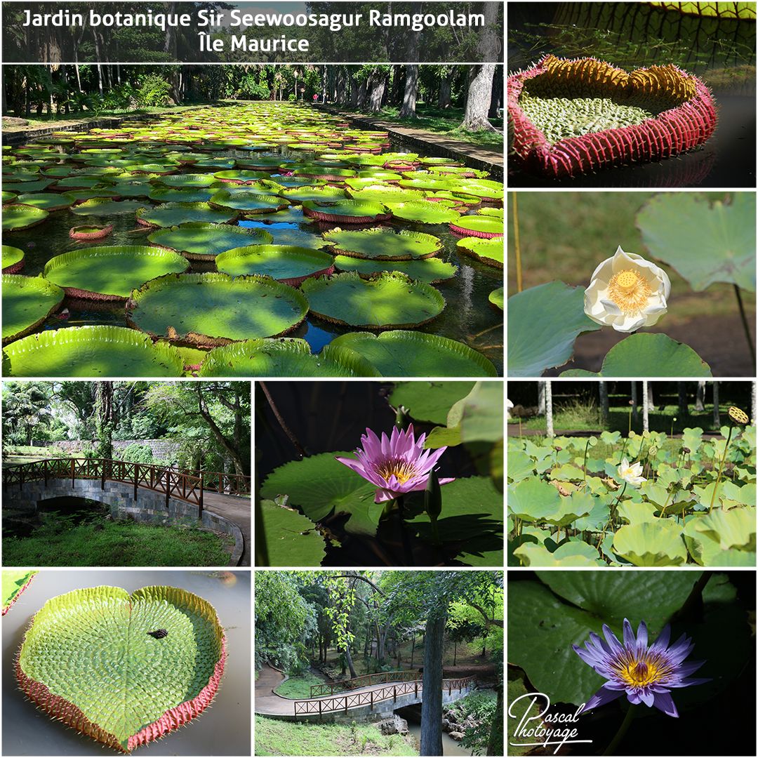 90960927_jardin_botanique_ile_maurice_01_-_layout_44.jpg