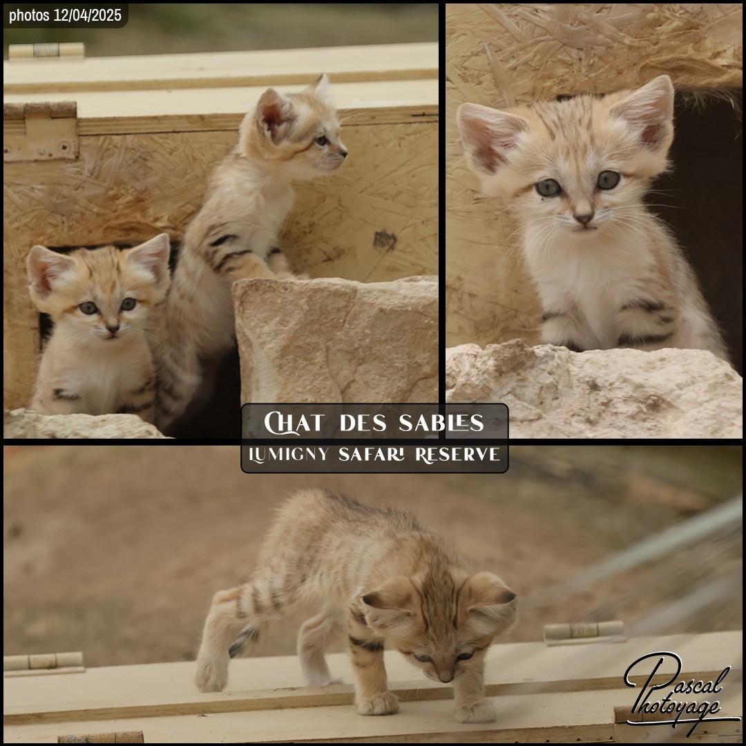 91323773_chat_des_sables_01_-_lumigny_safari_reserve_-_layout_01_1080x1080.jpg