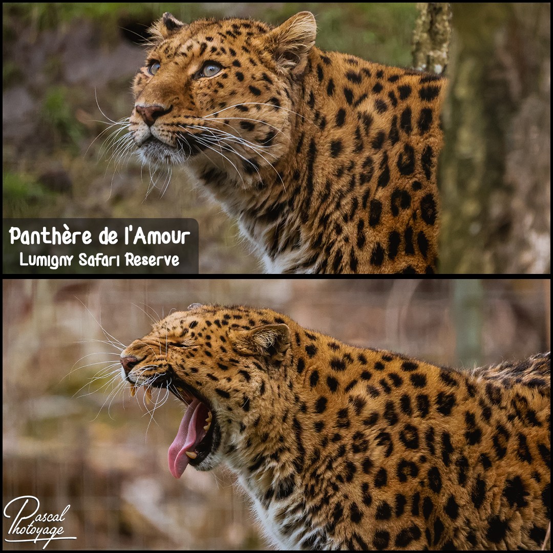 91495269_panthere_de_l_amour_01_-_lumigny_safari_reserve_-_layout_52_1080x1080.jpg