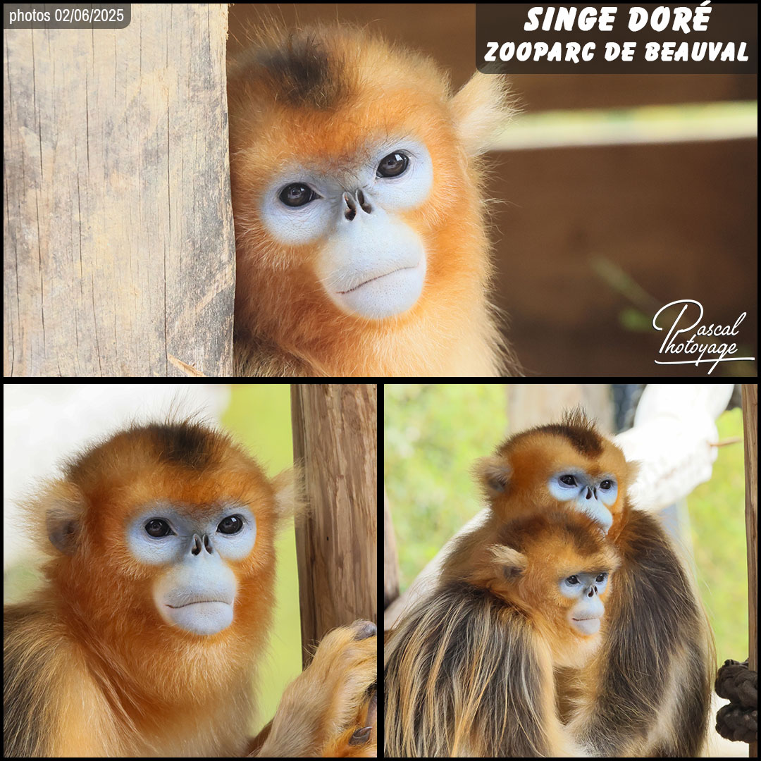 91507266_singe_dore_01_-_beauval_-_layout_58_1080x1080.jpg