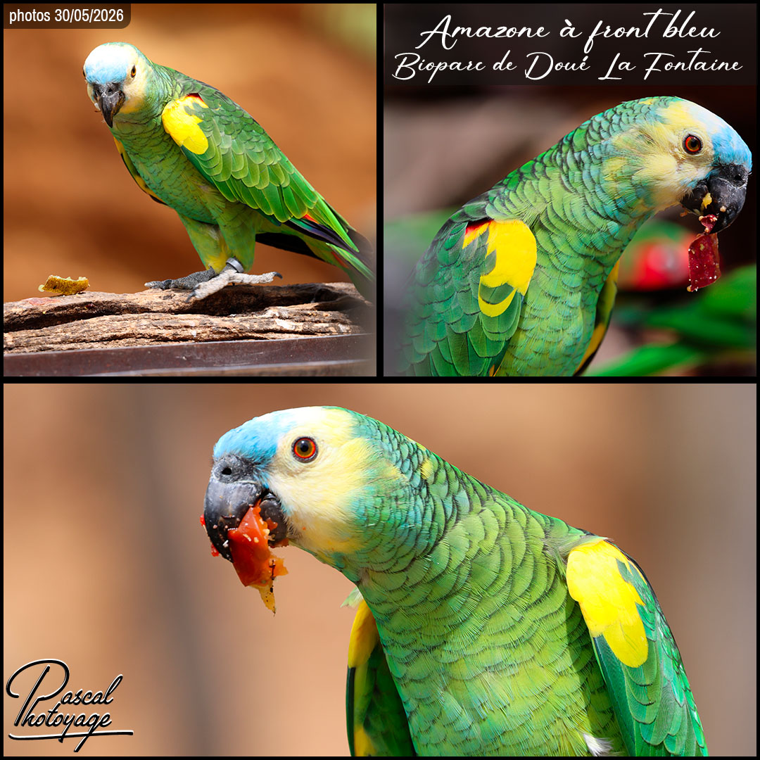 91572834_amazone_a_front_bleu_01_-_bioparc_doue_la_fontaine_-_layout_59.jpg