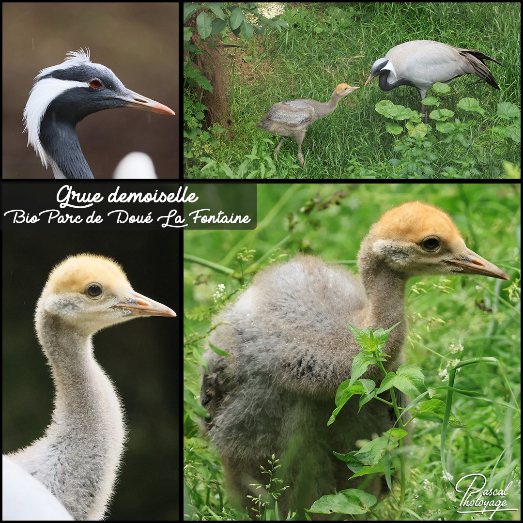 92261006_grue_demoiselle_01_-_bioparc_de_doue_la_fontaine_-_layout_05_1080x1080.jpg