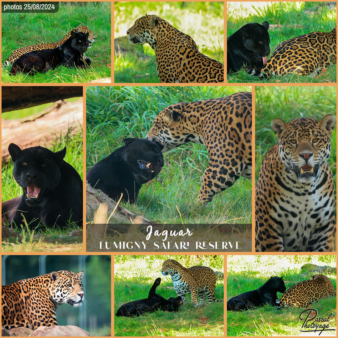 92441433_jaguar_01_-_lumigny_safari_reserve_-_layout_70_1080x1080.jpg