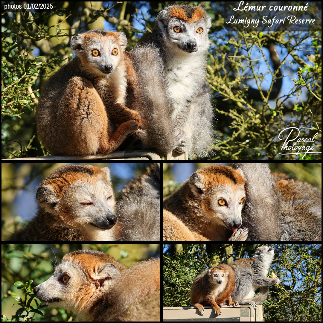 93291778_lemur_couronne_01_-_lumigny_safari_reserve_-_layout_56_1080x1080.jpg