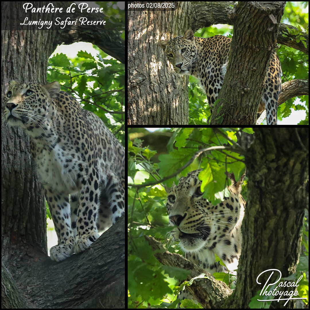 93561731_panthere_de_perse_01_-_lumigny_safari_reserve_-_layout_02_1080x1080.jpg