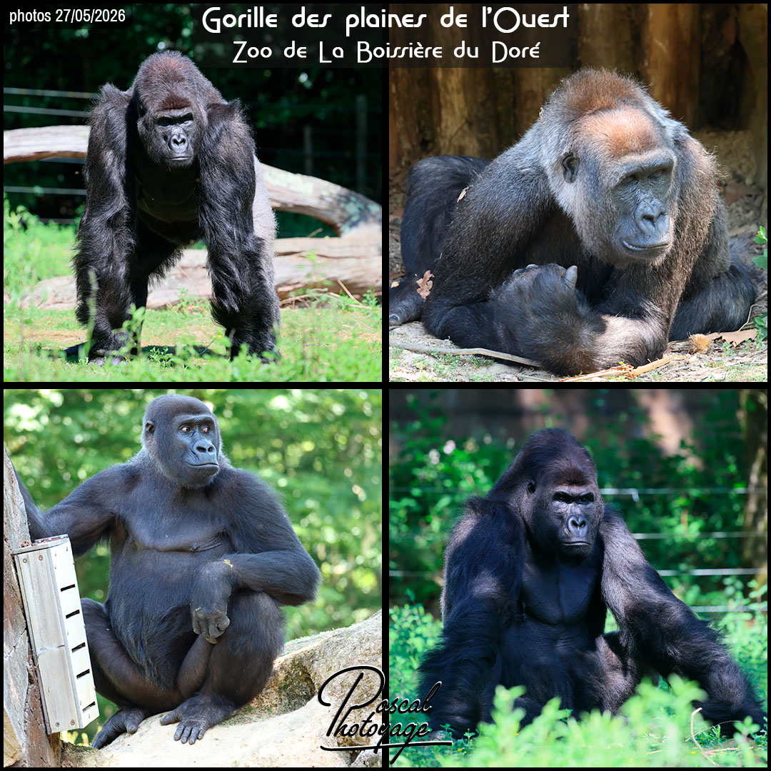 93688983_gorille_des_plaines_de_l'ouest_01_-_zoo_de_la_boissiere_du_dore_-_layout_57.jpg