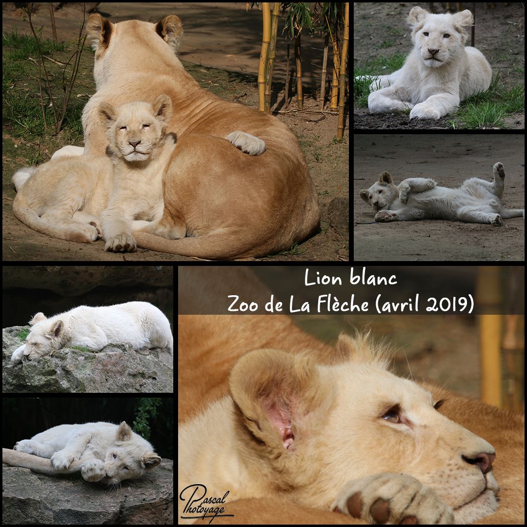 93856457_la_fleche_-_lion_blanc_01_-_layout_27_1080x1080.jpg