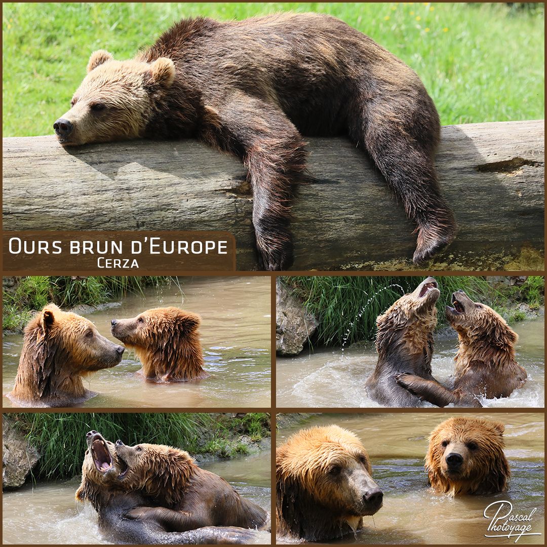95277013_cerza_-_ours_brun_-_layout_56_1080x1080.jpg